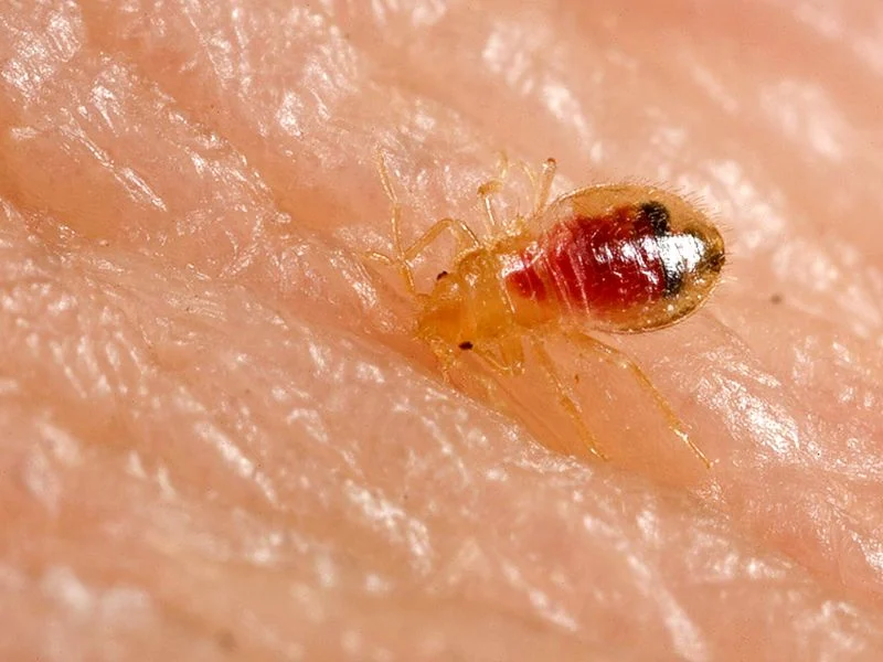 How long do bed bugs live on clothes?