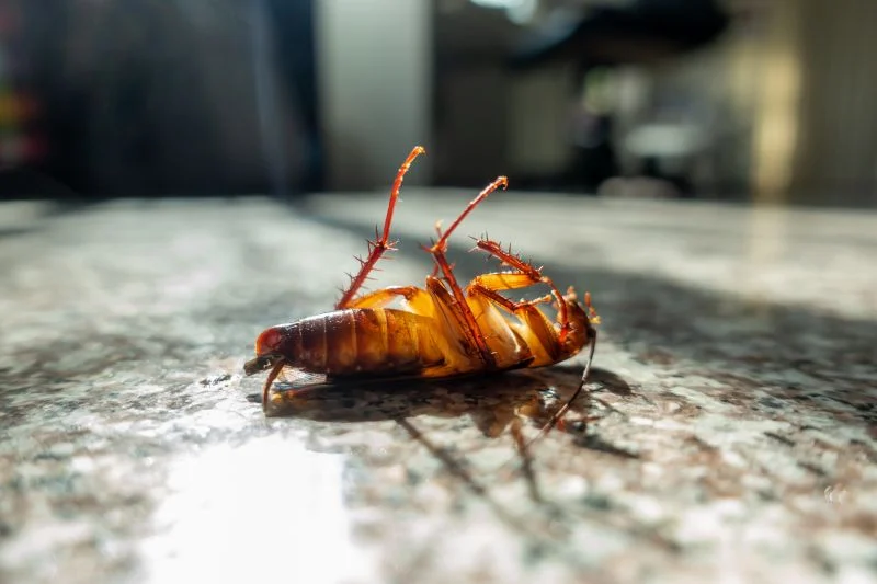 Roach Control Las Vegas | Green Wave Pest Solutions