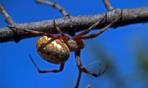 Spiders in Nevada | Spider Exterminators in Las Vegas