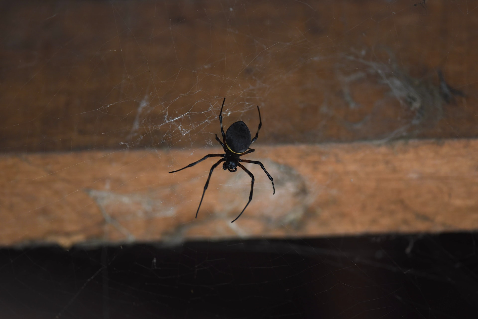Black Widow Spider Exterminators Las Vegas Henderson Nevada