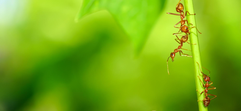 How Many Types of Ants Are There?